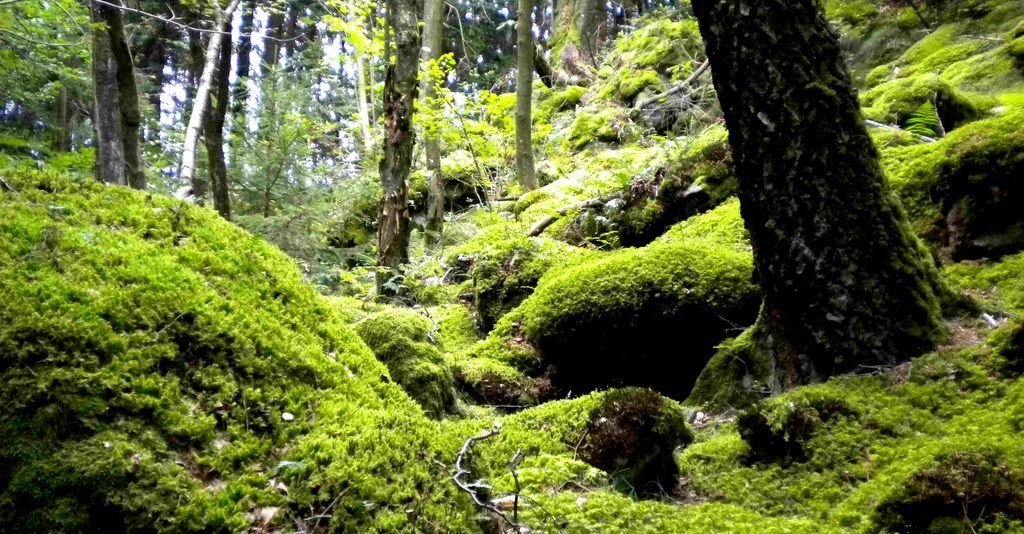 Wald-Visionssuche